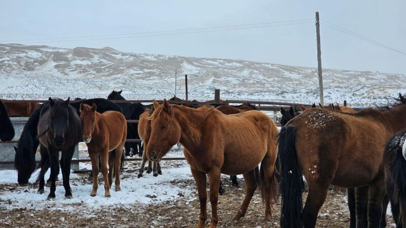 Новый тип лошадей выводят в Казахстане